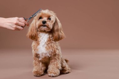 Hayvan bakımı. Makaslı bir kadın ve kahverengi arka planda sevimli bir köpek, yakın plan. Metin için boşluk