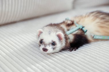 Kanepede yatan sevimli gelincik. Evcil hayvan