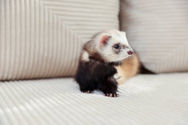 Bej kanepede sevimli gelincik. Evcil hayvan