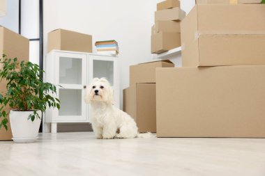 Taşınma günü. Şirin köpek, ev bitkisi ve kapalı alanda bir sürü karton kutu.