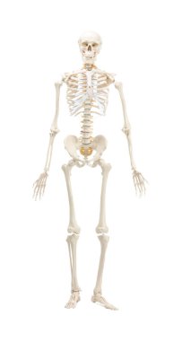 Yapay insan iskelet modeli beyaz üzerine izole edildi