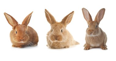 Cute fluffy rabbits isolated on white, set