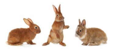 Cute fluffy rabbits isolated on white, set
