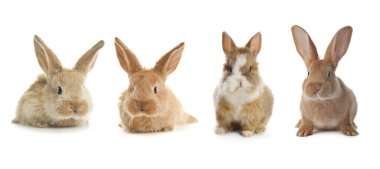 Cute fluffy rabbits isolated on white, set