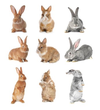 Cute fluffy rabbits isolated on white, set