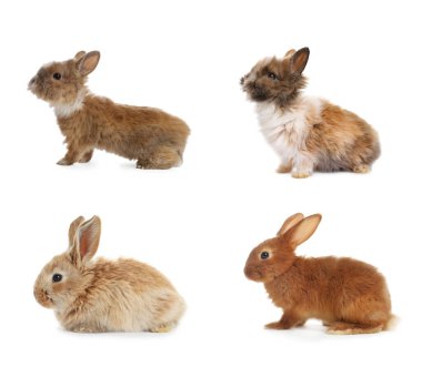 Cute fluffy rabbits isolated on white, set