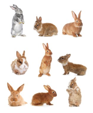Cute fluffy rabbits isolated on white, set