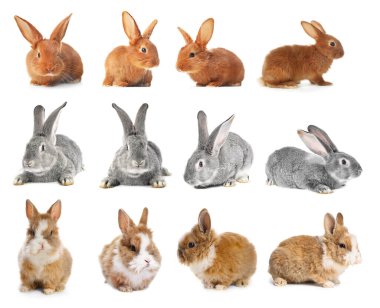 Cute fluffy rabbits isolated on white, set