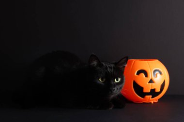 Cute cat and pumpkin shaped basket on black background, space for text. Adorable pet