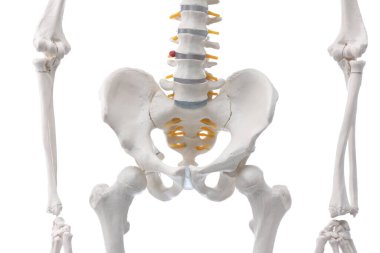 Yapay insan iskelet modeli beyaz ve yakın plan olarak izole edildi.