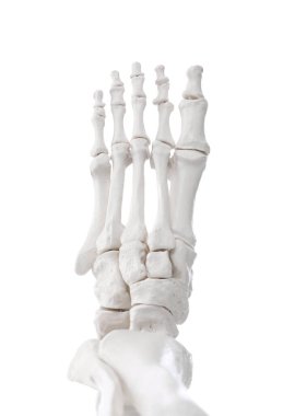 Yapay insan iskelet modeli beyaz ve yakın plan olarak izole edildi.