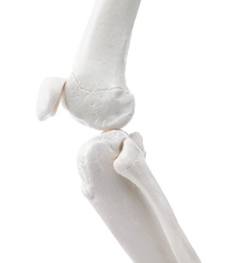 Yapay insan iskelet modeli beyaz ve yakın plan olarak izole edildi.