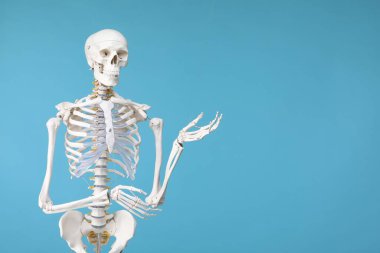 Artificial human skeleton model on light blue background, space for text