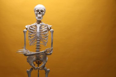 Artificial human skeleton model on orange background, space for text