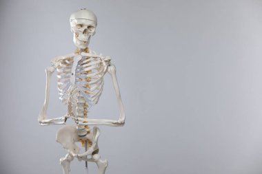 Artificial human skeleton model on gray background, space for text