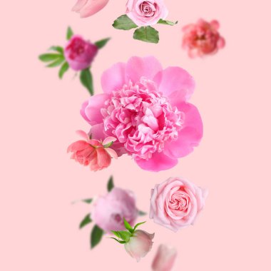 Pembe arka plana düşen güzel taze çiçekler