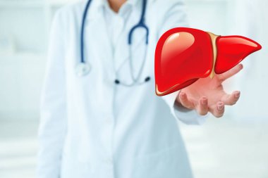 Doktor içeride karaciğerin resmini tutuyor, yakın plan.