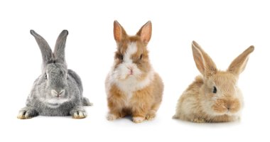 Cute fluffy rabbits isolated on white, set