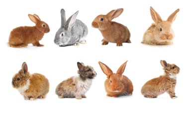Cute fluffy rabbits isolated on white, set