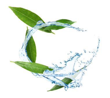 Fresh green leaves and splashing water in air on white background