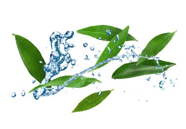 Fresh green leaves and splashing water in air on white background