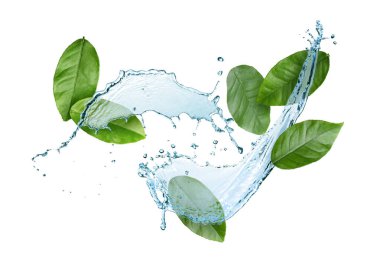Fresh green leaves and splashing water in air on white background
