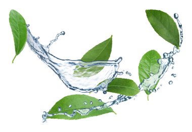 Fresh green leaves and splashing water in air on white background