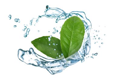 Fresh green leaves and splashing water in air on white background