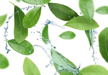 Fresh green leaves and splashing water in air on white background