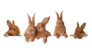 Cute fluffy rabbits peeking out from blank banner on white background