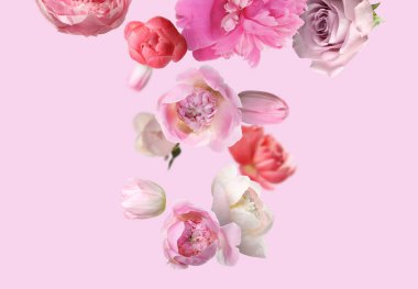 Pembe arka plana düşen güzel taze çiçekler