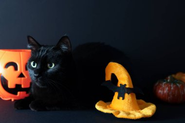Cute cat near witch's hat, Halloween basket and pumpkins on black background. Adorable pet