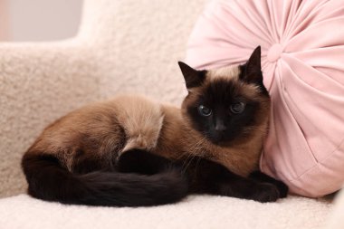 Sevimli Tayland kedisi yumuşak koltukta dinleniyor.