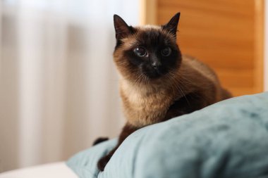 Adorable Thai cat on pillow at home, space for text