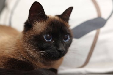 Adorable Thai cat resting on blurred background, closeup. Space for text