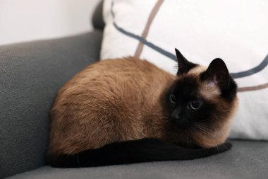 Adorable Thai cat resting on sofa at home