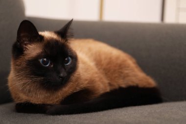 Adorable Thai cat resting on sofa at home