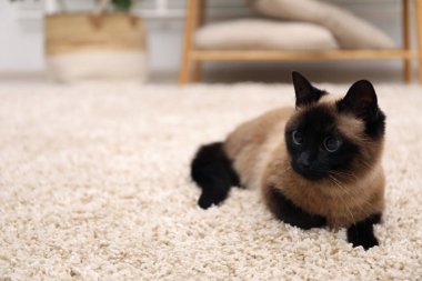 Adorable Thai cat on beige carpet at home, space for text