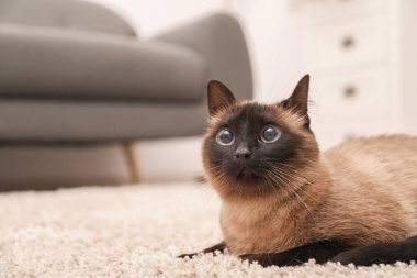 Adorable Thai cat on beige carpet at home, space for text