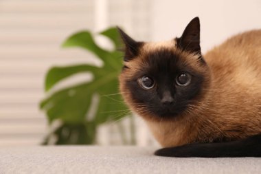 Sevimli Tayland kedisi evde dinleniyor, mesaj için yer var.