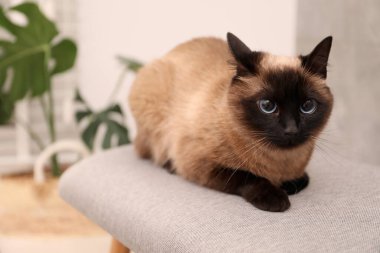 Evdeki bankta dinlenen sevimli Tayland kedisi, metin için yer