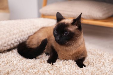 Evdeki bej halıda dinlenen sevimli Tayland kedisi.