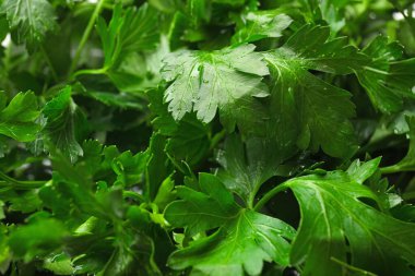 Arka plan olarak taze maydanoz yaprakları, yakın görünüm