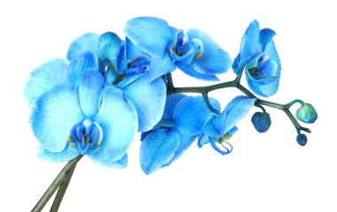 Güzel mavi orkide çiçeği beyaza izole edilmiş.