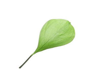 One fresh green Ruscus leaf isolated on white
