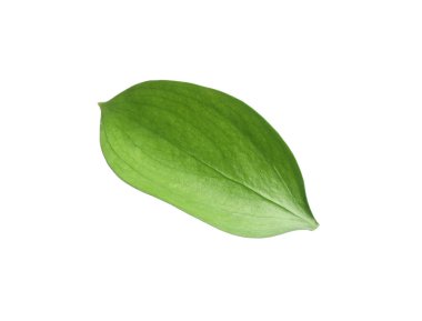 One fresh green Ruscus leaf isolated on white