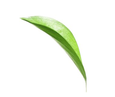 One fresh green Ruscus leaf isolated on white