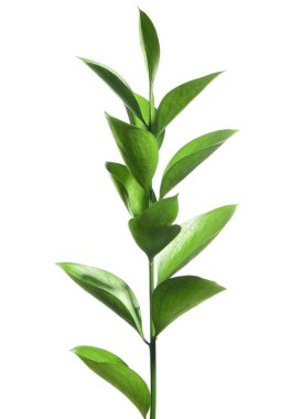 Beautiful Ruscus branch with green leaves isolated on white