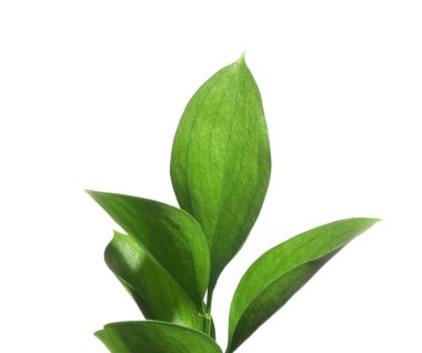 Beautiful Ruscus branch with green leaves isolated on white