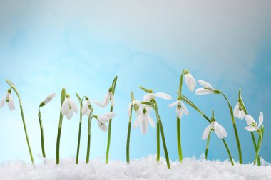 Açık mavi arkaplan üzerinde güzel kar damlaları, yakın plan